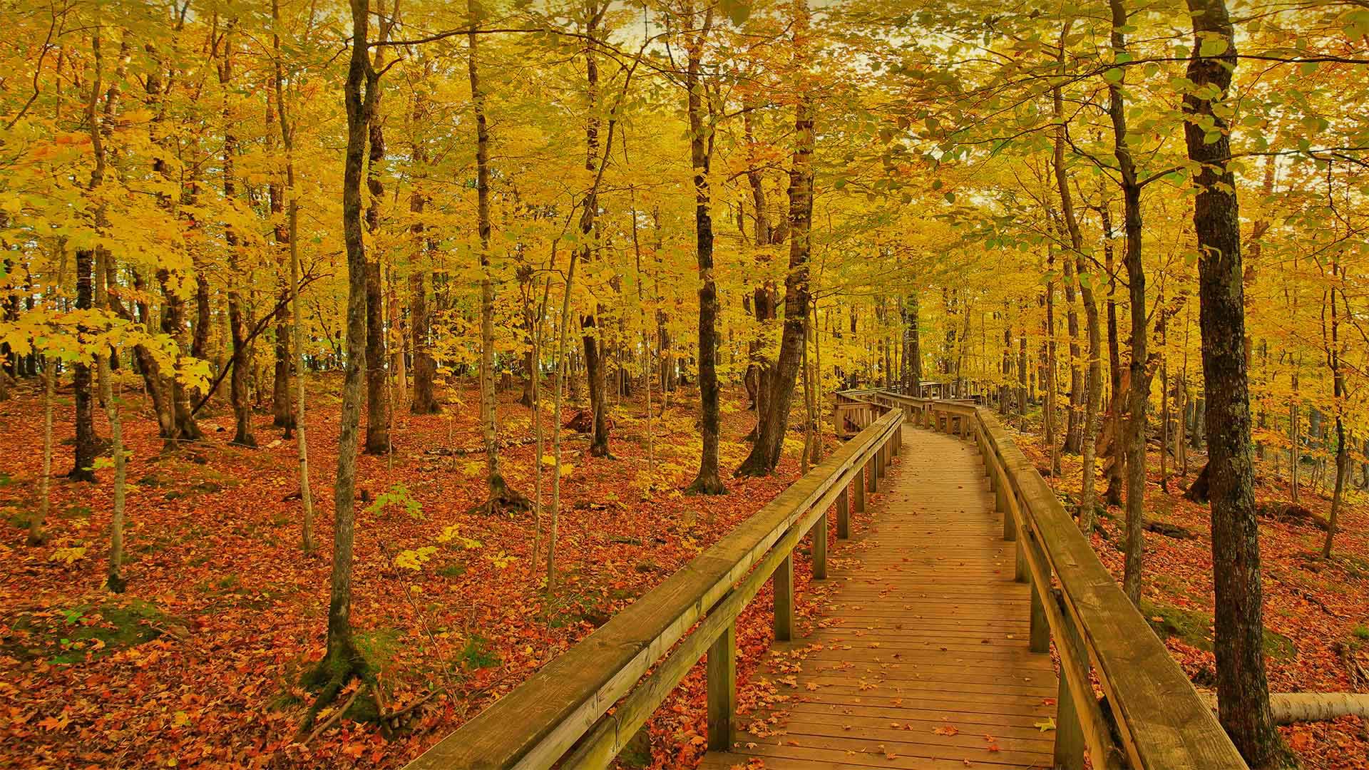 Escarpment Trail in Porcupine Mountains Wilderness State Park, Michigan (© Pat & Chuck Blackley/Alamy)