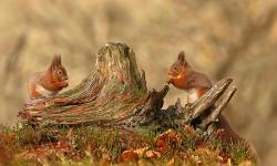 Featured image of post Bing每日图片20211125