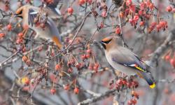 Featured image of post Bing每日图片20211126