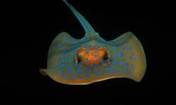 Featured image of post Bing每日图片20220127