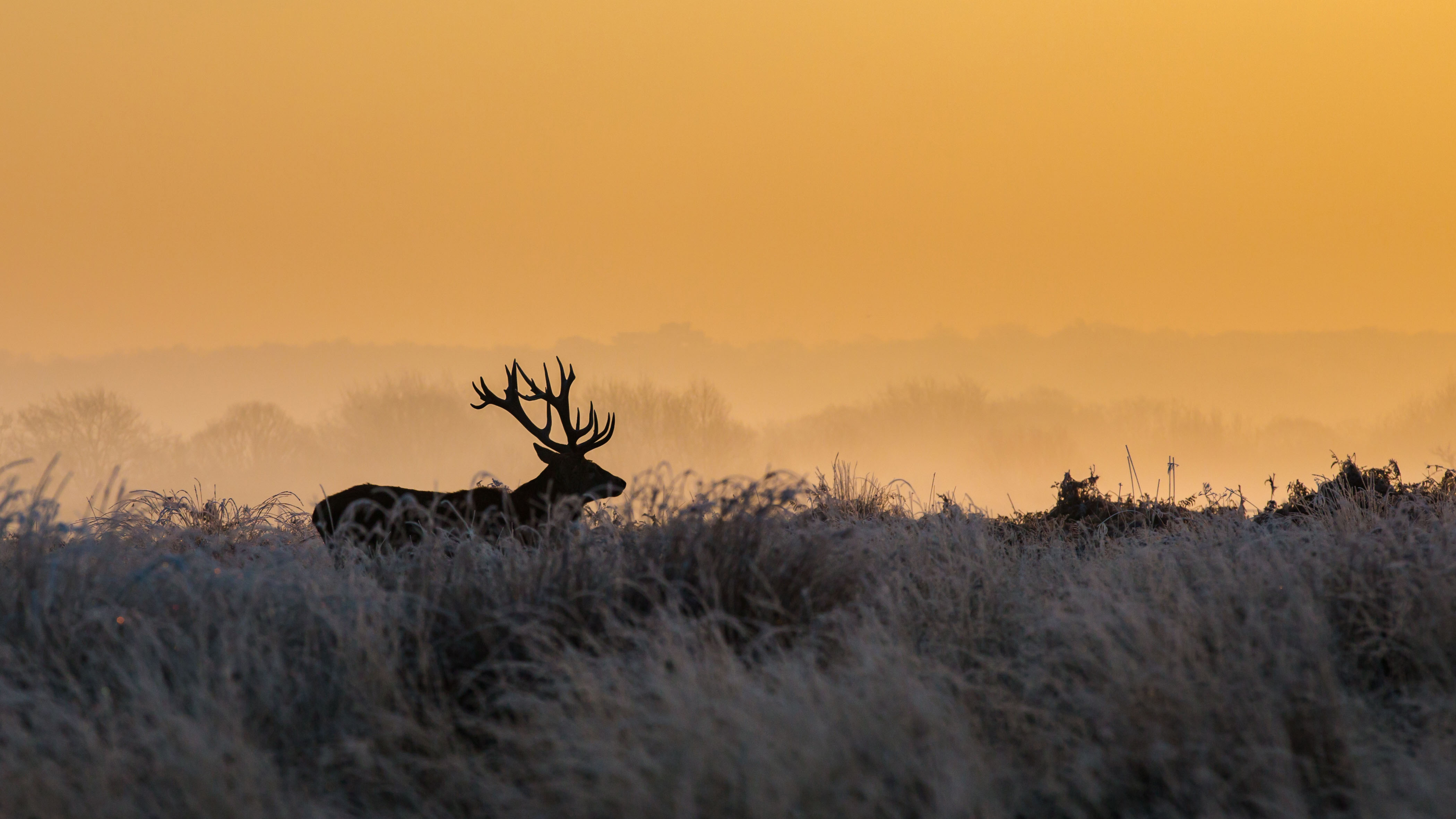 里士满公园的雄鹿,英国伦敦 (© Ian Schofield Images/Offset/Shutterstock)
