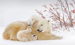 Featured image of post Bing每日图片20220227