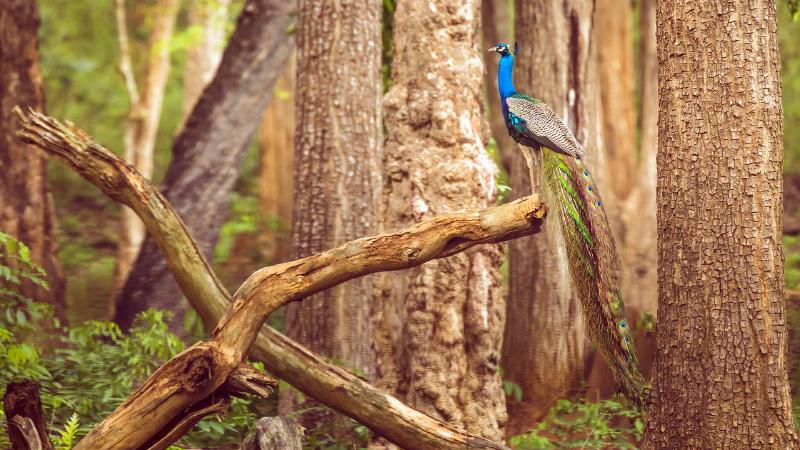 Featured image of post Bing每日图片20220309