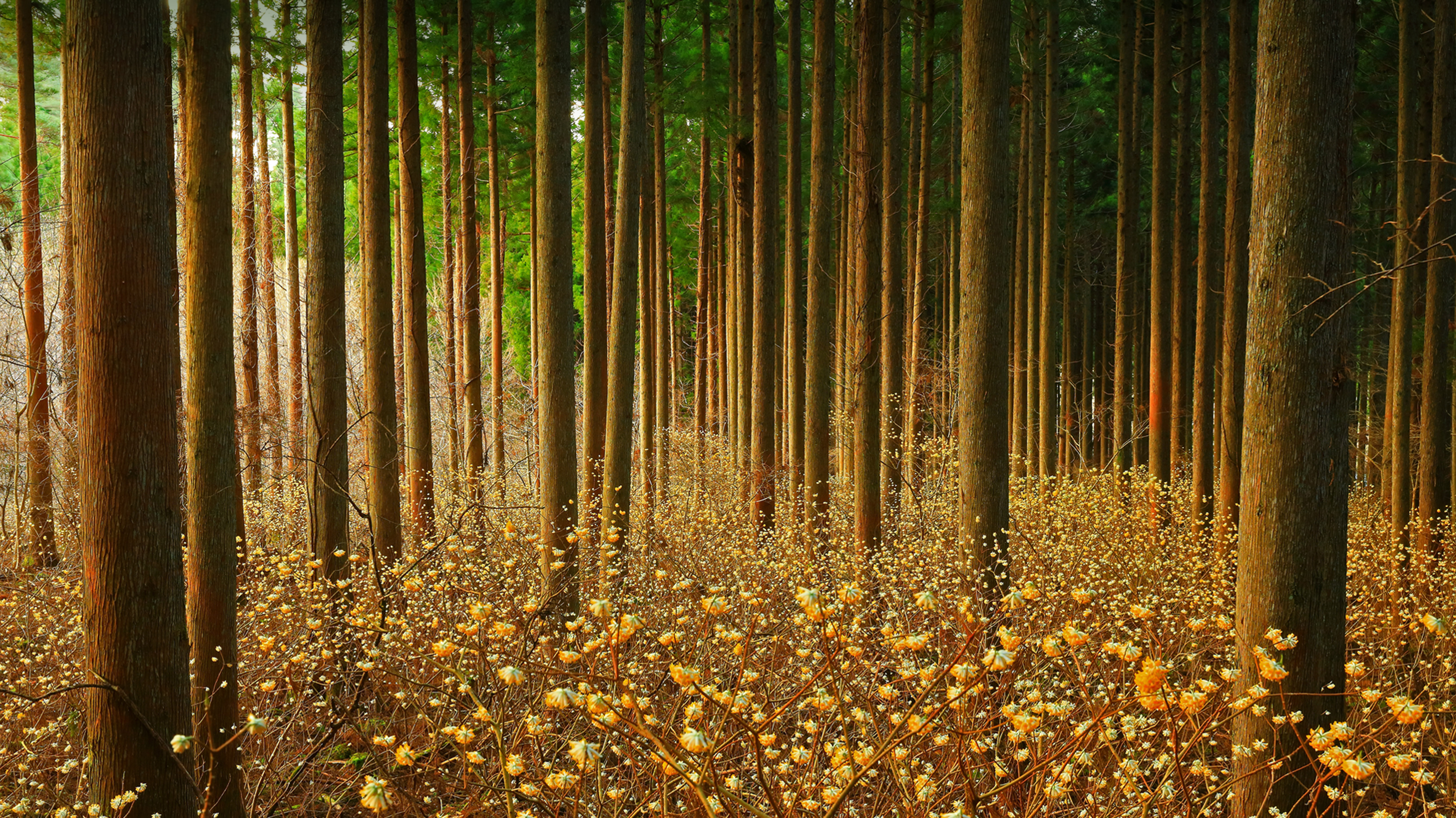 森林中的结香花,日本 (© nattya3714/Getty Images)