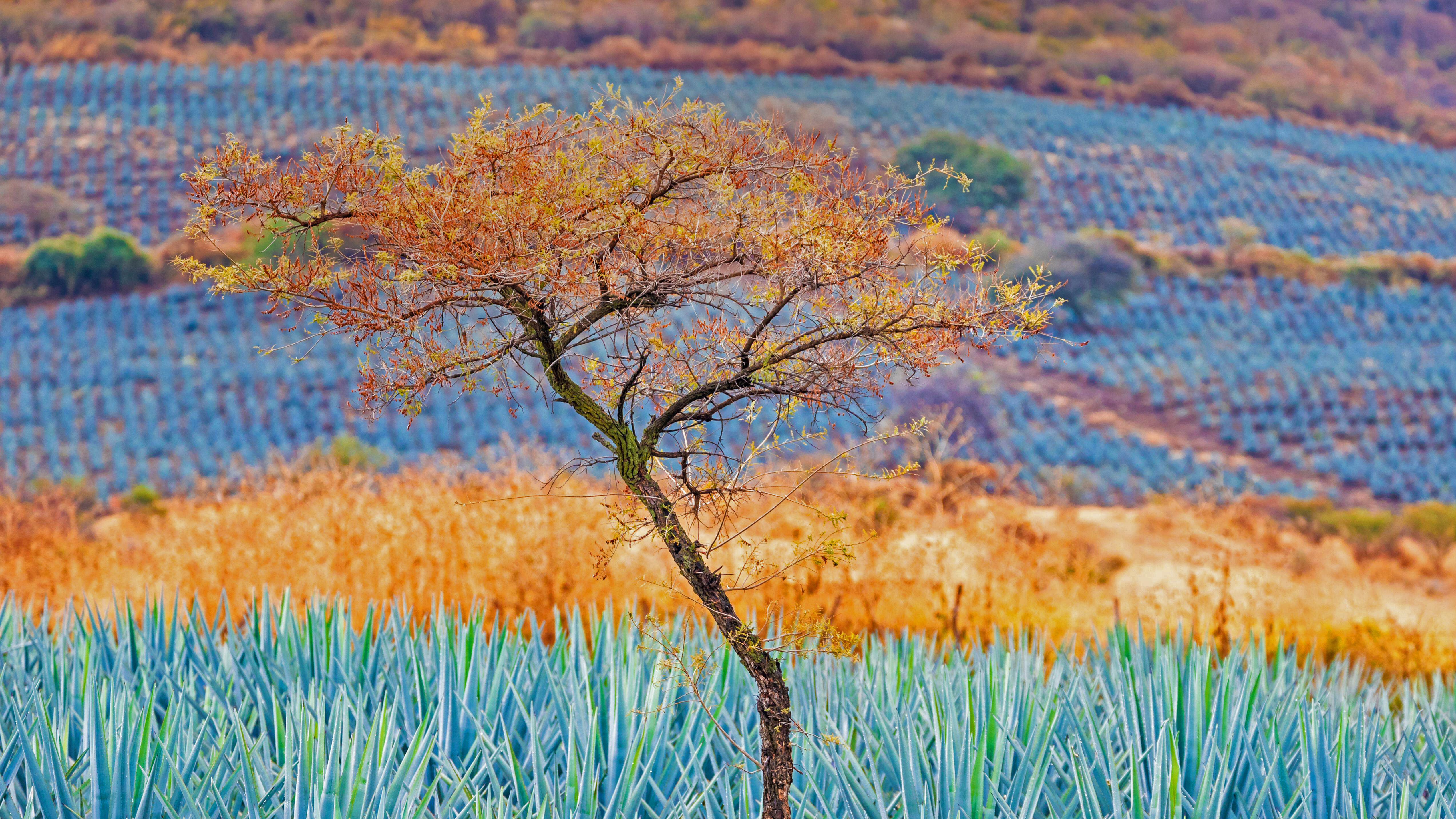 蓝色龙舌兰田,墨西哥哈利斯科州龙舌兰酒产区 (© Brian Overcast/Alamy)
