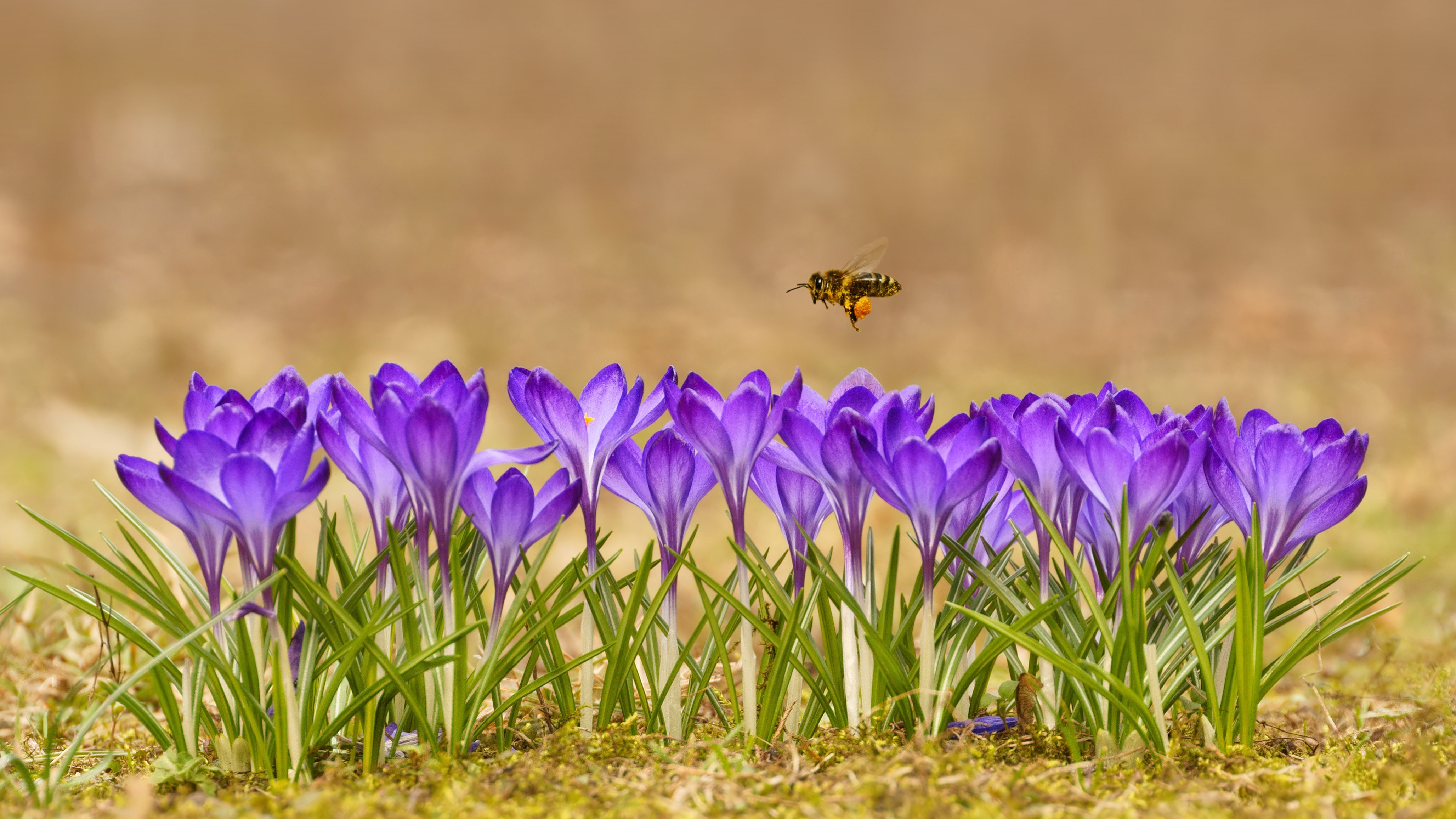 Honeybee flying over crocuses in the Tatra Mountains, Poland (© Mirek Kijewski/Getty Images)