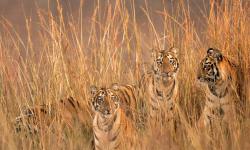 Featured image of post Bing每日图片20220729