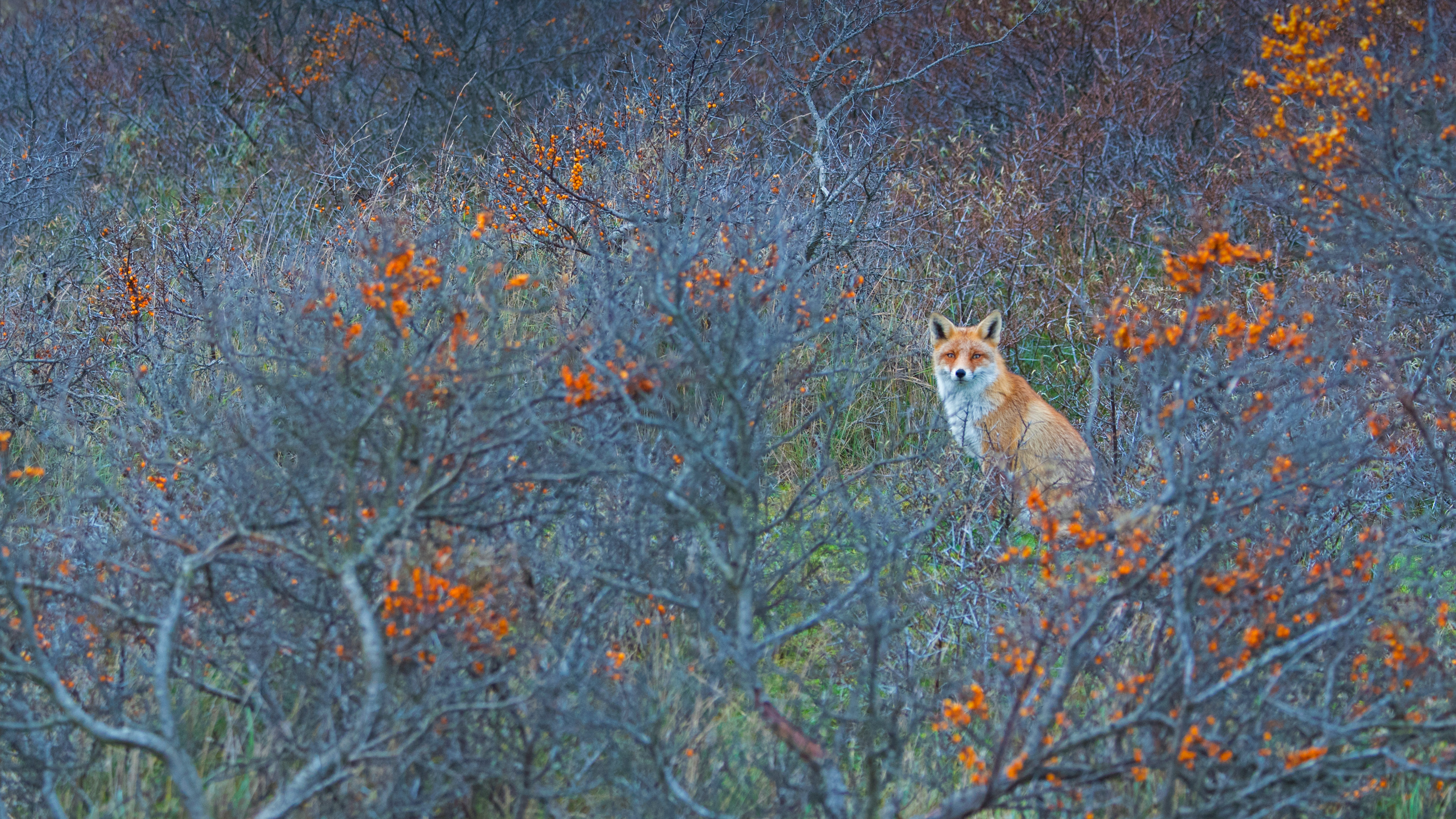 阿姆斯特丹供水沙丘自然保护区的赤狐,荷兰 (© Edwin Giesbers/Minden Pictures)