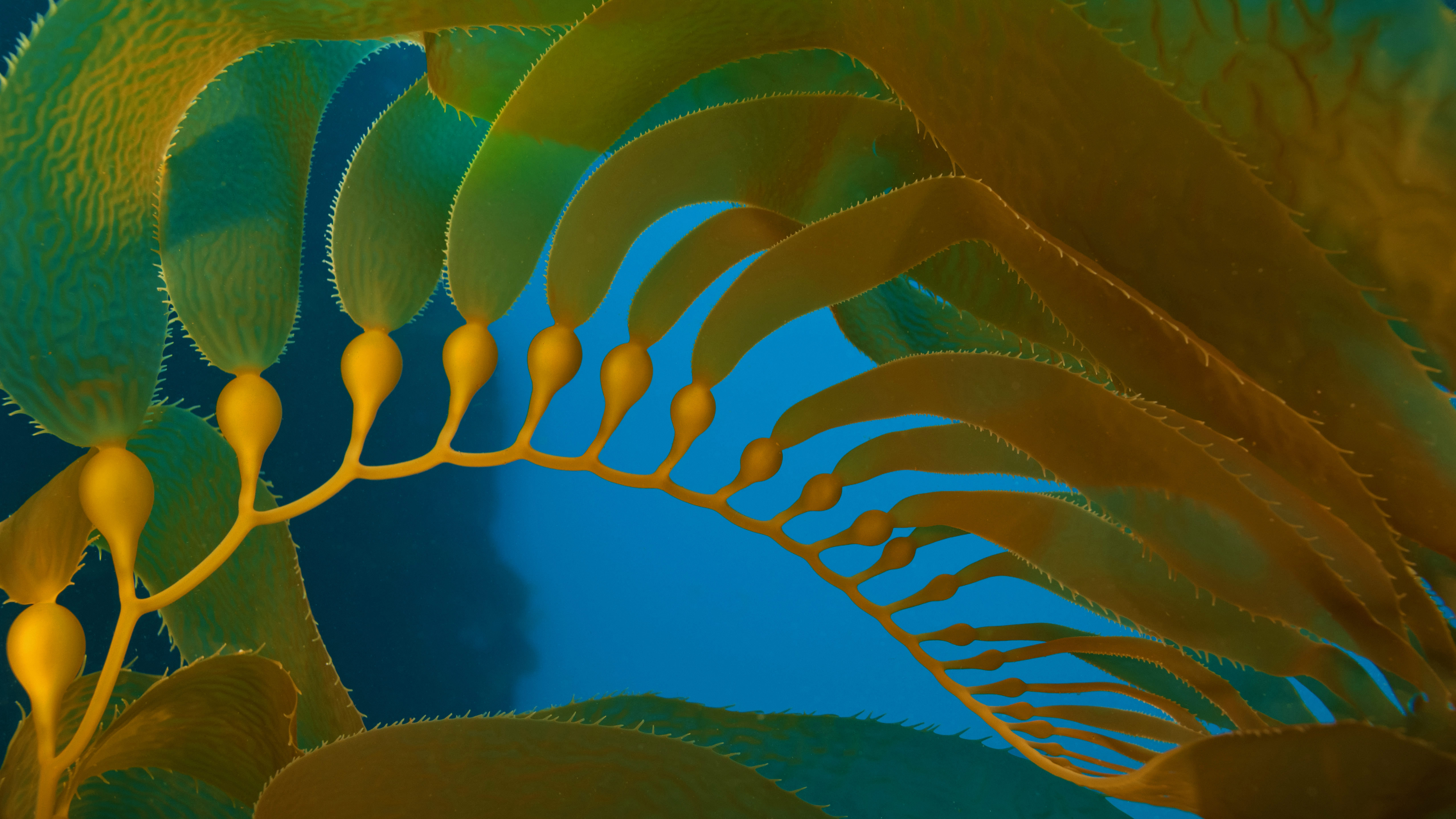 海峡群岛国家公园的巨藻,美国加利福尼亚州 (© Brandon Cole Images/Shutterstock)