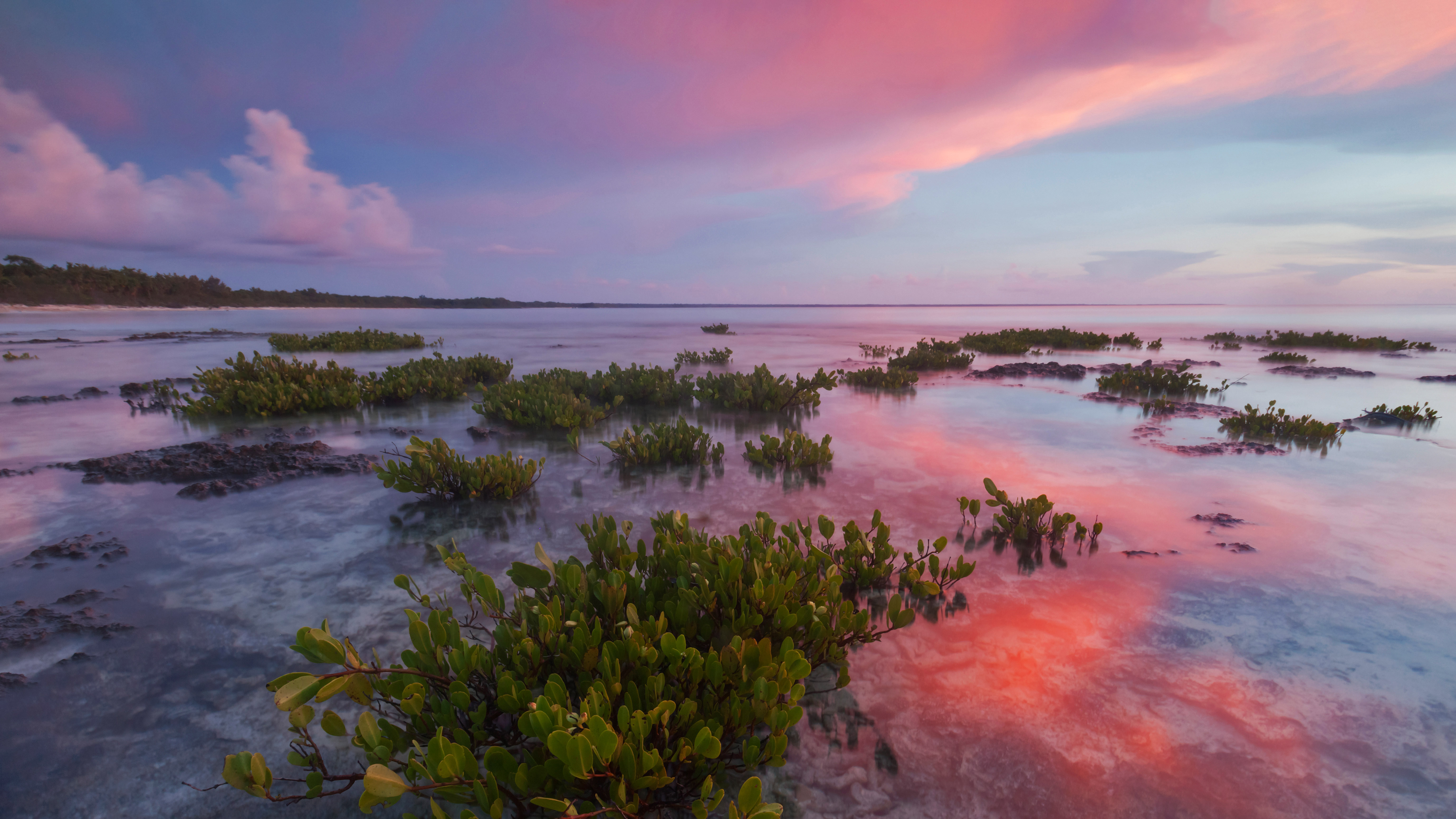 瓜纳阿卡维韦斯半岛国家公园的红树林,古巴 (© Claudio Contreras/Minden Pictures)