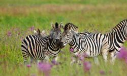 Featured image of post Bing每日图片20230131