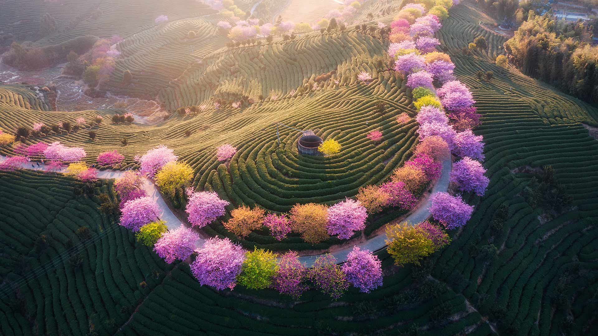 永福樱花园,福建省龙岩市, 中国 (© SEN LI/Getty Images)