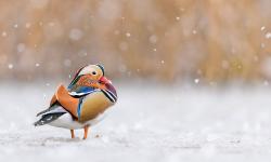 Featured image of post Bing每日图片20230224