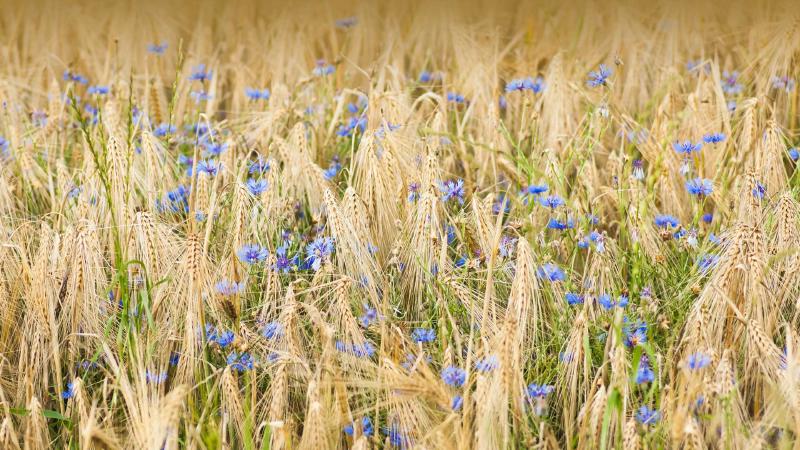 Featured image of post Bing每日图片20230506