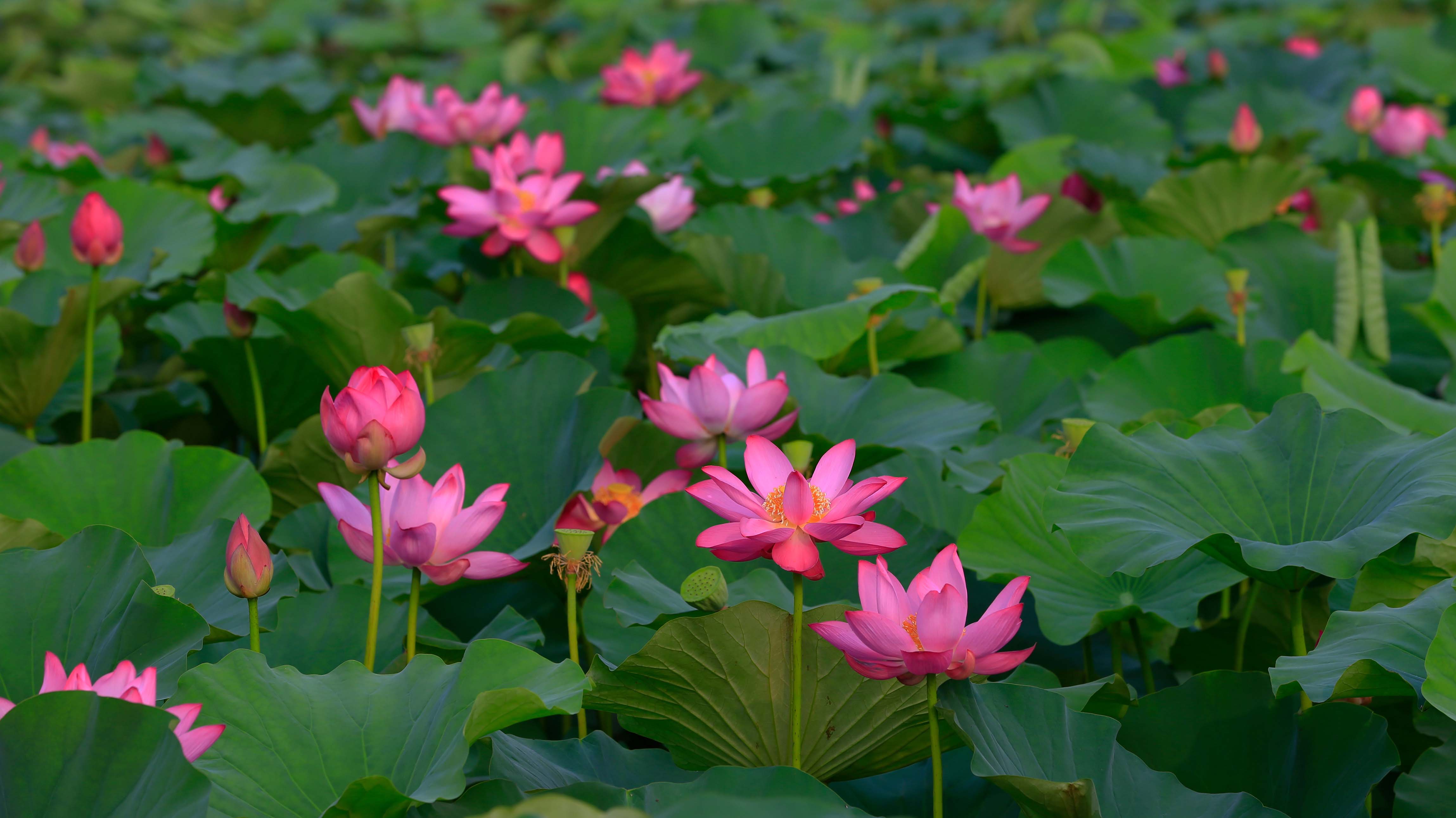 夏日盛开的荷花 (© pandemin/Getty Images)